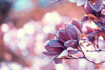 Fototapeta na wymiar Blossoming magnolia flowers. Springtime. Natural vintage flowers background