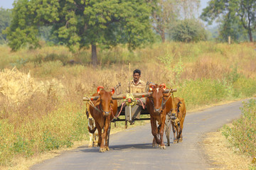 indian farmer on bull cart