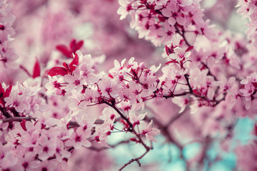 Fototapeta na wymiar Colorful blooming cherry tree branch. Cherry orchard