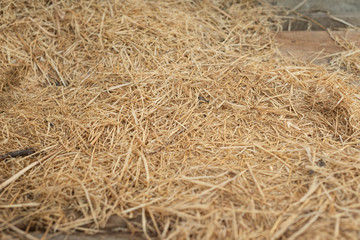 Background and texture of old dry grass hay on wooden background