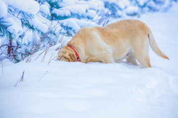 Labrador retriever dog is hunting in deep snow in a winter snowy forest