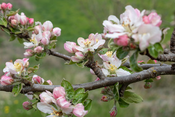 Obraz na płótnie Canvas branch of apple tree with buds in spring