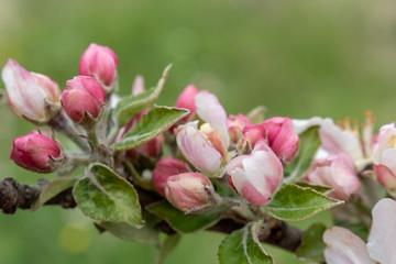 Fototapeta na wymiar branch of apple tree with buds in spring