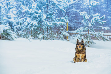 The dog sits in the deep snow at the edge of a pine forest