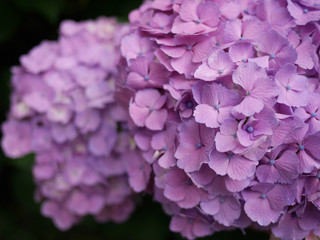 紫陽花