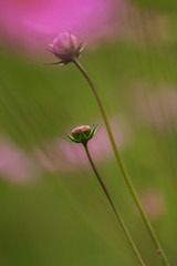 Fragile buds and stems of Cosmos flower
