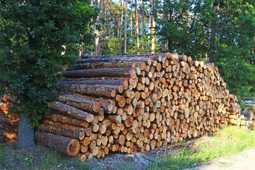 large stack of tree trunks at the edge of woodland
