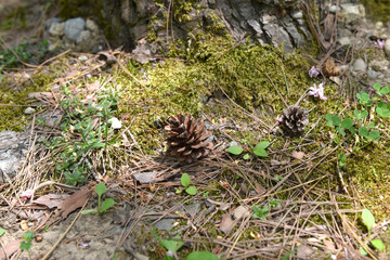 松ぼっくり　越後湯沢2001905