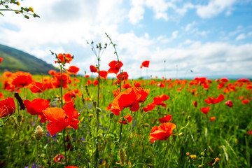 Wild poppies in the springtime