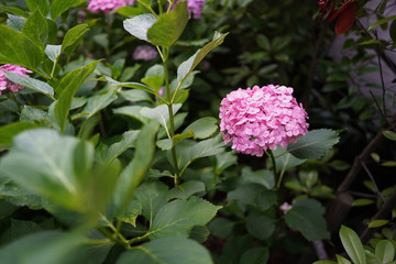 Japan landscape in June