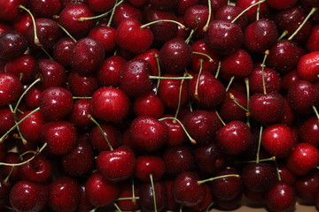 Close-up of a bunch of ripe cherries with peduncles. Large collection of fresh red cherries. Ripe cherries background.