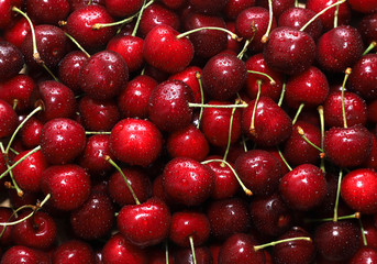 Close-up of a bunch of ripe cherries with peduncles. Large collection of fresh red cherries. Ripe cherries background.