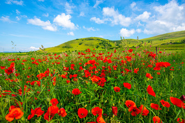 Wild poppies in the springtime