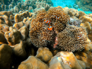 Clown fish in Anemone