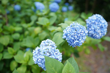 Japan landscape in June