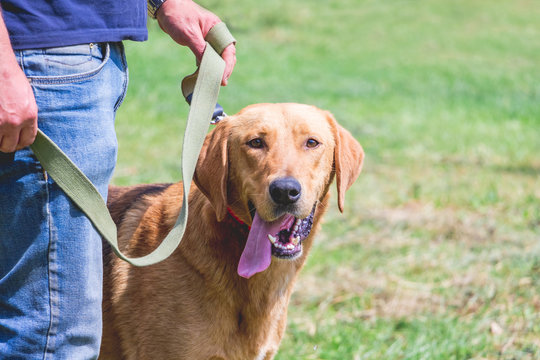 Russian hound dog on a leash with the host during the walk_