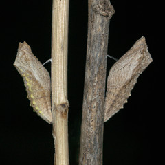 two swallowtail butterfuly pupae harnessed to dry sticks showing natural color variation in the papilio machaon species