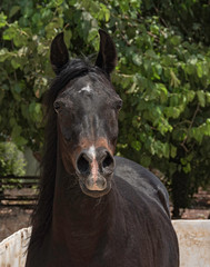 front view of a dark bay purebred Arabian horse mare looking straight at the camera with green trees in the background