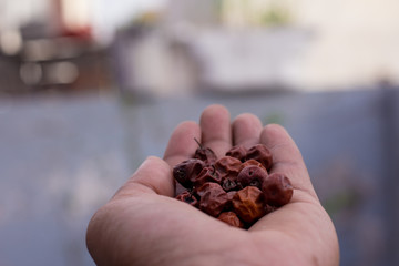 Close Up of Red dried jujube in hand also known as Chinese date, ber, Chinee apple, jujube, Indian...