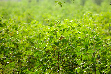 cotton field india