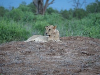 Lioness in Tsavo West National Park, Kenya