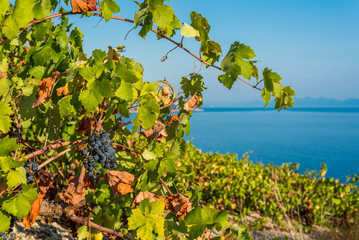 Organic 'mali Plavac' grapes in local vineyard, Dingac Borak village, Peljesac Peninsula, Dalmatia, Croatia - obrazy, fototapety, plakaty