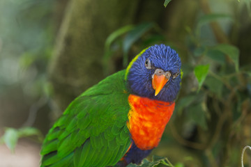 Colourful parrot portrait on a green jungle rainforest background