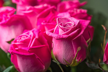 close-up of buds in a large bouquet of roses, background blurred