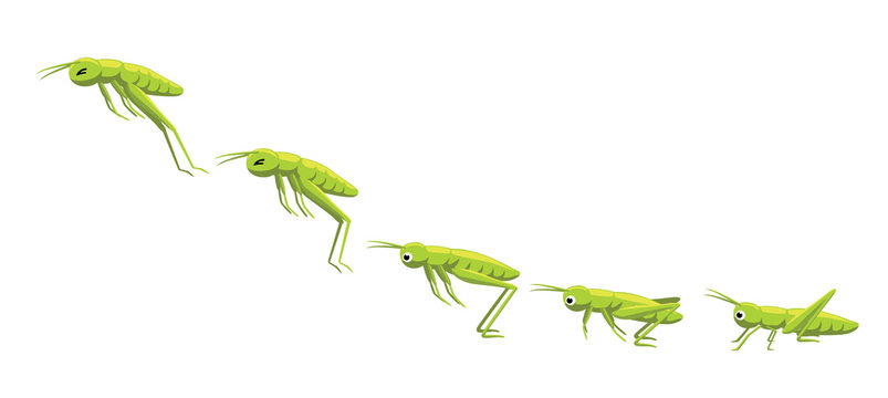 Grasshopper Jumping Frame Sequence Animation Cartoon Vector Illustration