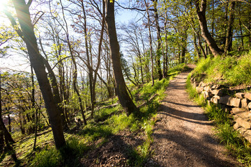 forest sunny path background