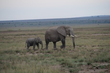 Elephants roaming in Amboseli National Park, Kenya