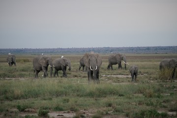 Naklejka na ściany i meble Elephants roaming in Amboseli National Park, Kenya