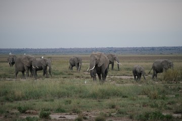 Fototapeta na wymiar Elephants roaming in Amboseli National Park, Kenya