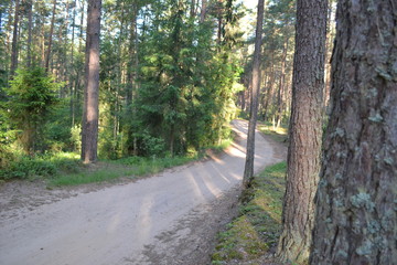 Fototapeta na wymiar Road in the summer pine forest.