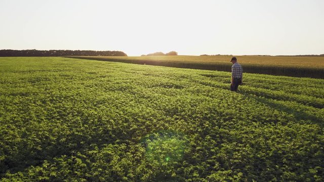 Fresh green chickpeas field. Farmer walking