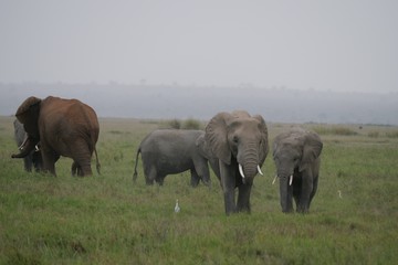 Naklejka na ściany i meble Elephants roaming in Amboseli National Park, Kenya