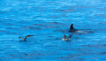 Fototapeta premium Cory's shearwater (Calonectris diomedea) and Dolphin, Cliffs ot the Giants, Tenerife island, Canary islands, Spain, Europe