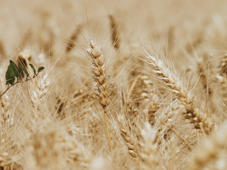 Fototapeta premium (Triticum aestivum) Złote kłosy pszenicy