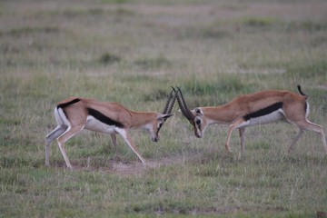 Grant Gazelles rutting in Amboseli National Park, Kenya 
