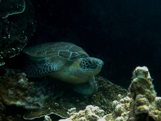 Obraz na płótnie Canvas ウミガメ　sea turtle