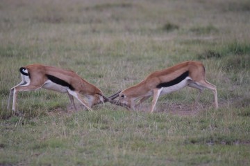 Naklejka na ściany i meble Grant Gazelles rutting in Amboseli National Park, Kenya 
