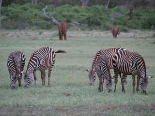 Fototapeta na wymiar Zebra roaming in Amboseli National Park, Kenya