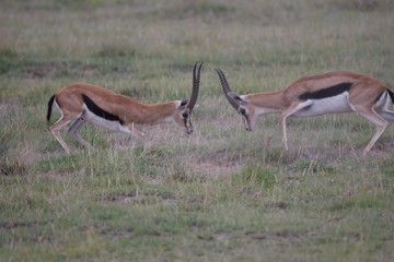 Grant Gazelles rutting in Amboseli National Park, Kenya 