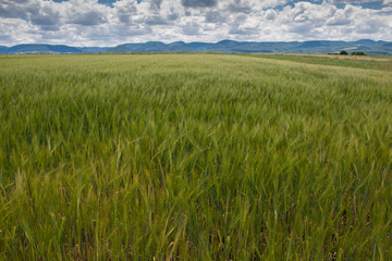 Green field and blue sky