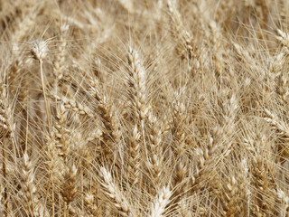 (Triticum aestivum) Epis de blé tendre en été