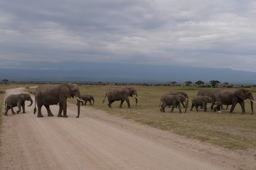 Fototapeta na wymiar Elephants roaming in Amboseli National Park, Kenya