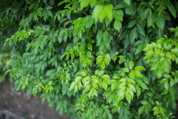Fototapeta na wymiar Green bushes background with fresh leaves texture