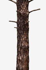 Tree Trunk Isolated On White Background. For Copy Space, Arrows ,Signs, Signposts and Directions