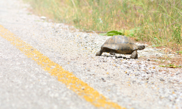 Wild turtle crosses the asphalt road
