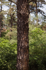 Fototapeta premium Tree Trunk In The Woods. For Copy Space, Arrows ,Signs, Signposts and Directions
